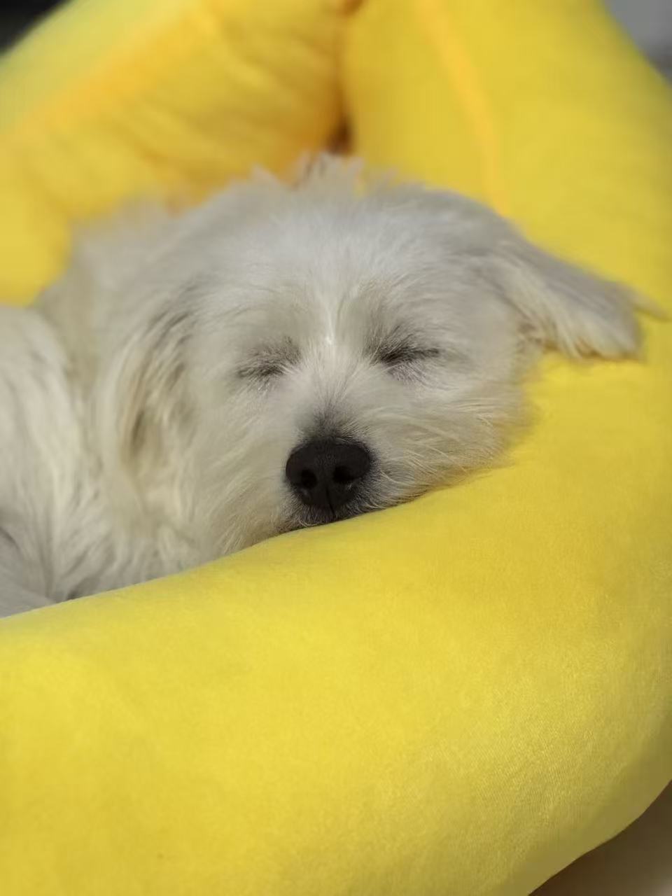 LifeAuto's Philosophy: Carts, Dogs, and the Poetry of Life 